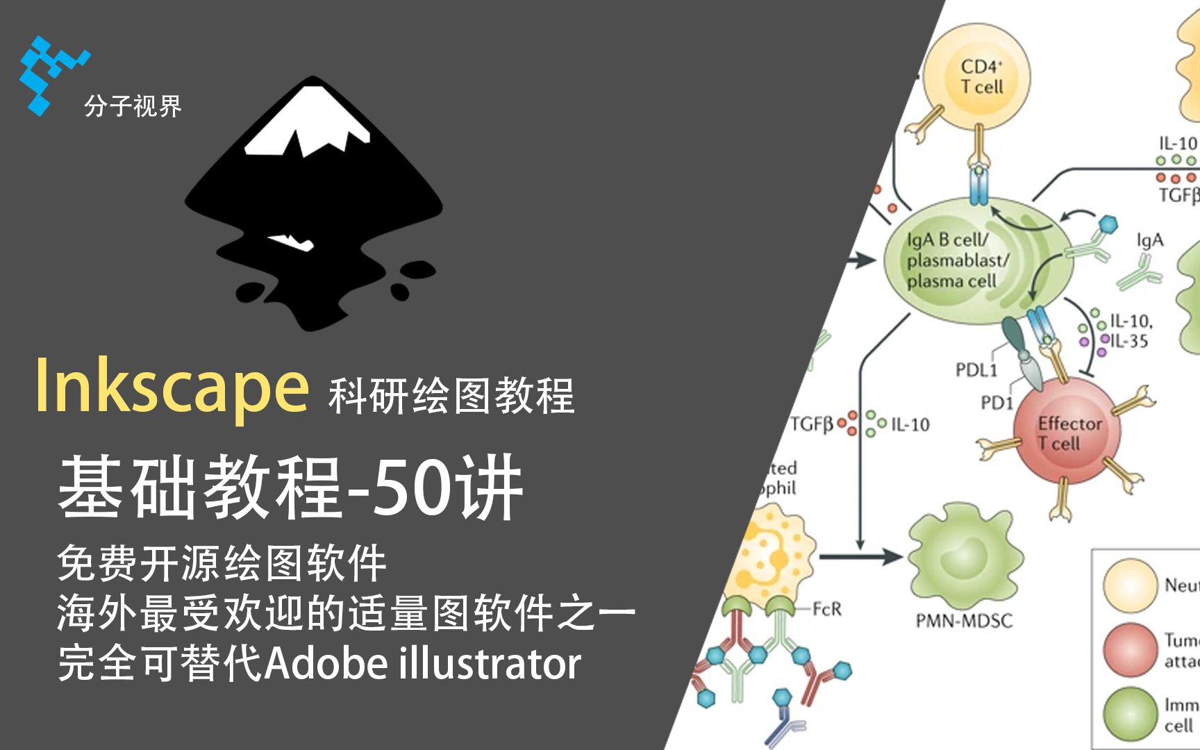 inkscape科研绘图大神之路-基础教程50讲(持续更新) 评测视频封面